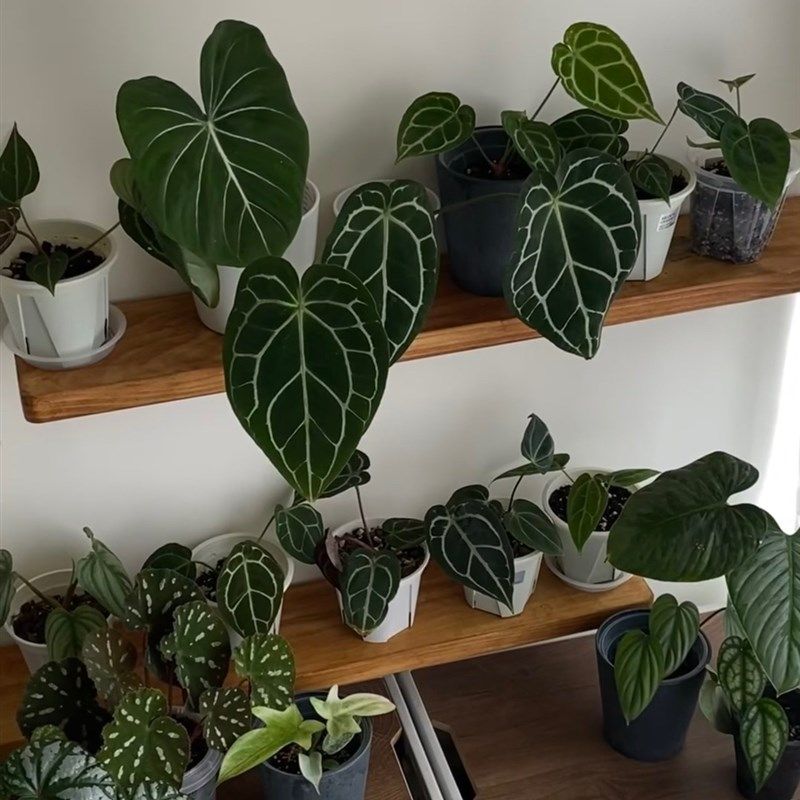 热植物置物架墙上复古墙壁书架挂墙隔板展示货架一字板纯实木层板,商业/办公家具,层板/挂板,淘宝优惠券,粉丝福利购,淘宝优惠卷