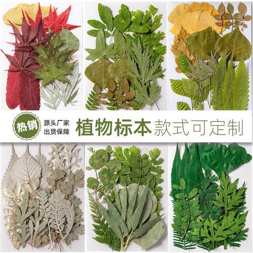 幼儿园树叶手工贴画 干花压花DIY写真贴脸装饰真树叶植物标本