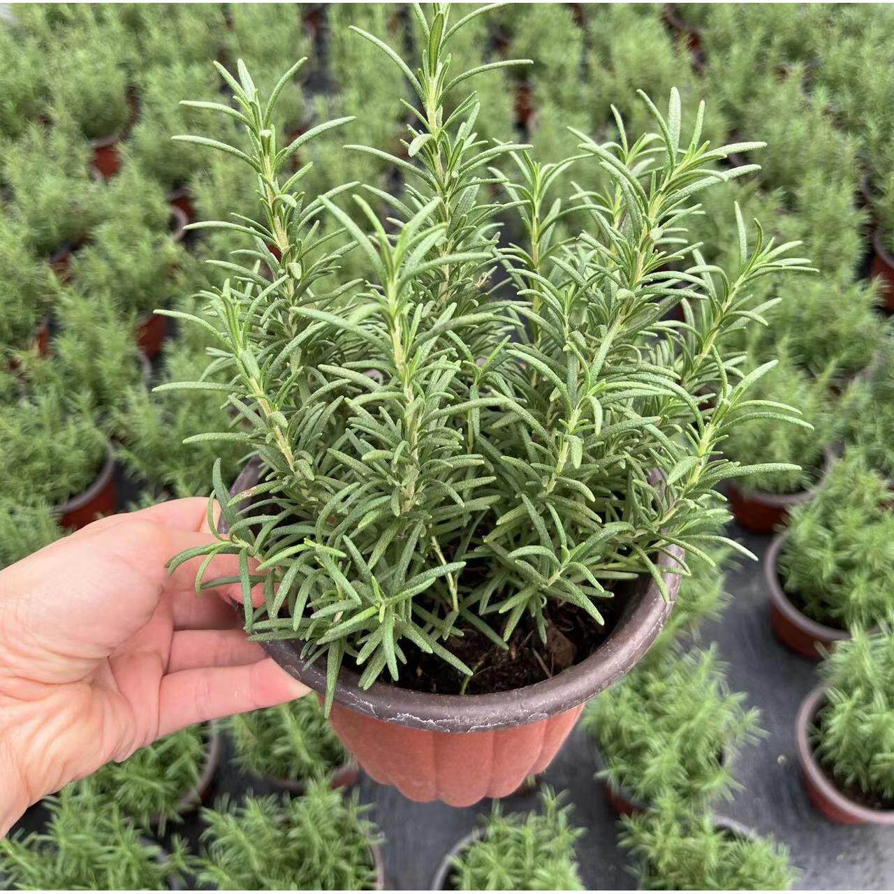 迷迭香盆栽 罗勒盆栽 百里香盆栽 食用香草合集 香茅 九层塔