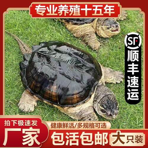 鳄龟活物人工养殖鳄鱼龟可食用乌龟大龟肉北美特大鳄鱼龟