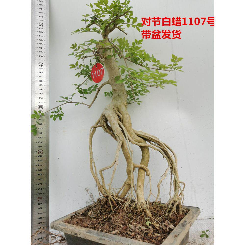 对节白蜡盆景高提根根抱石成型一物一拍悬崖老桩怪桩实物带盆包邮