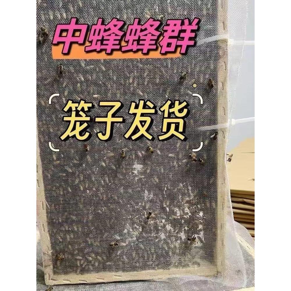 中蜂蜂群带王蜜蜂活体养殖带子脾阿坝中蜂带蜂箱中华土蜂出售笼蜂