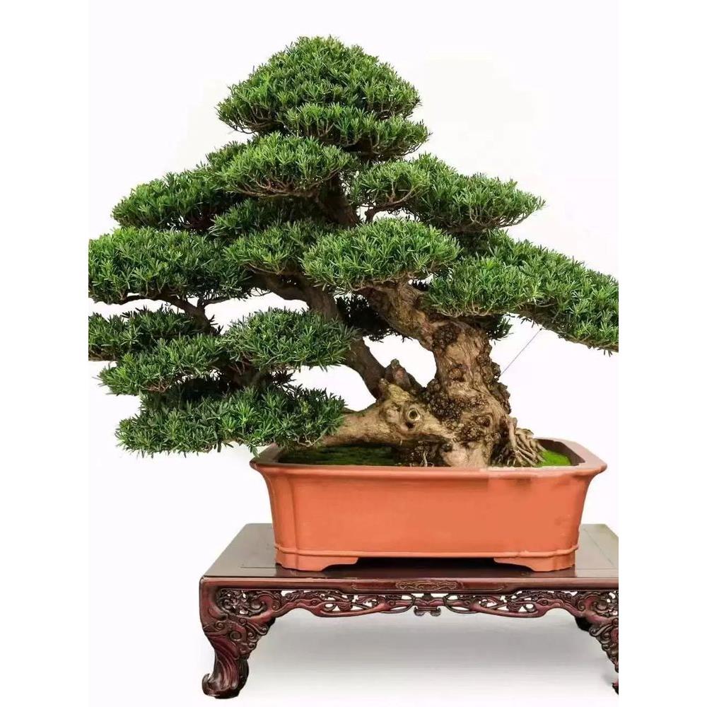 罗汉松盆景树桩米叶珍珠雀舌真柏迎客悬崖矮霸造型庭院阳台客厅