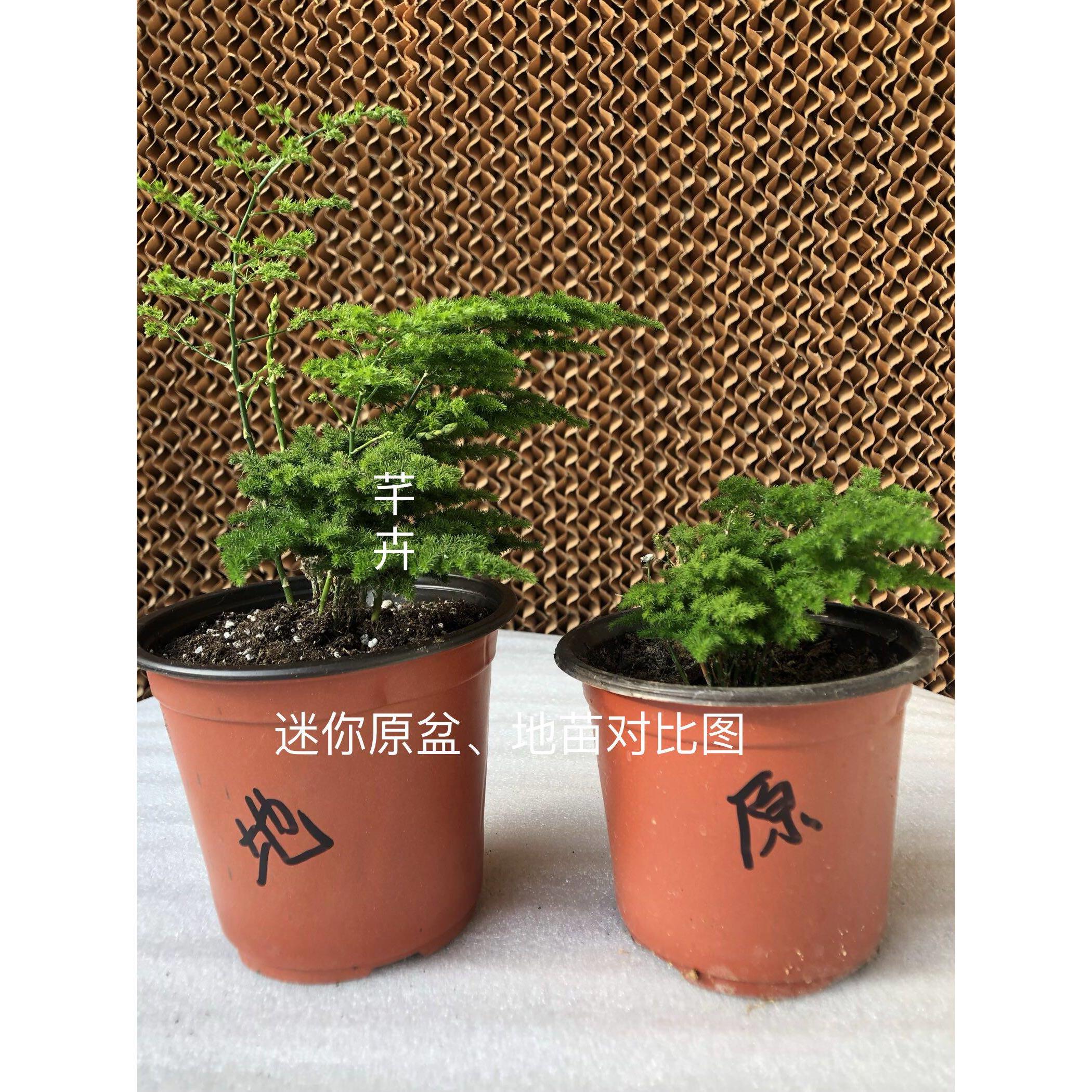 云竹唐山云竹矮生文竹迷你唐山云竹小而精致的盆栽基地自产自销