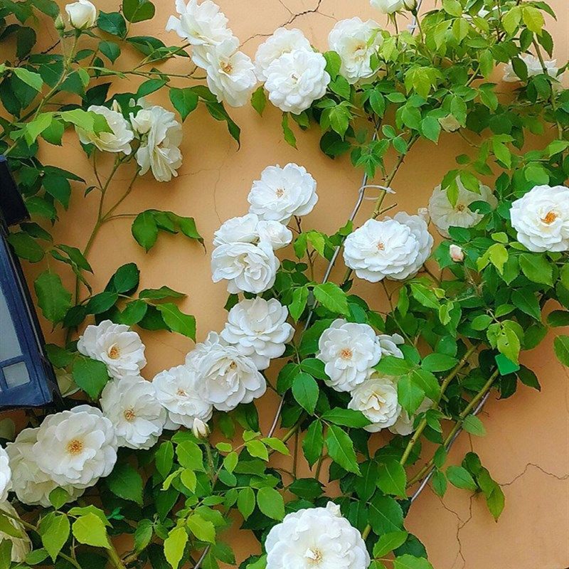 大型藤本白色月季花苗藤冰山阳台庭院四季爬藤蔷薇玫瑰大苗长势快,鲜花速递/花卉仿真/绿植园艺,月季/蔷薇/玫瑰,淘宝优惠券,粉丝福利购,淘宝优惠卷