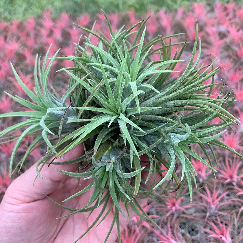 空气凤梨红精灵 鲁布拉精灵多头群生 一物一拍 已开始发色