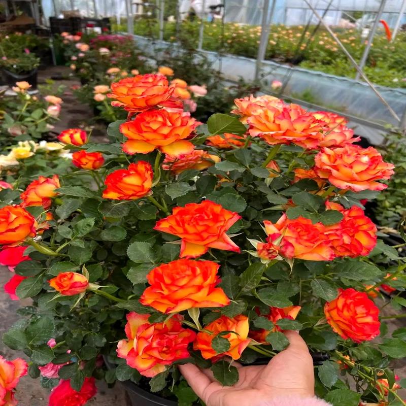 四季开花火焰月季花苗埃斯托尼尔大花微月勤开丰花植物阳台玫瑰花