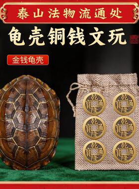 乾隆铜钱六爻摇卦工具算挂摆件天然乌龟壳真龟甲文玩客厅玄关