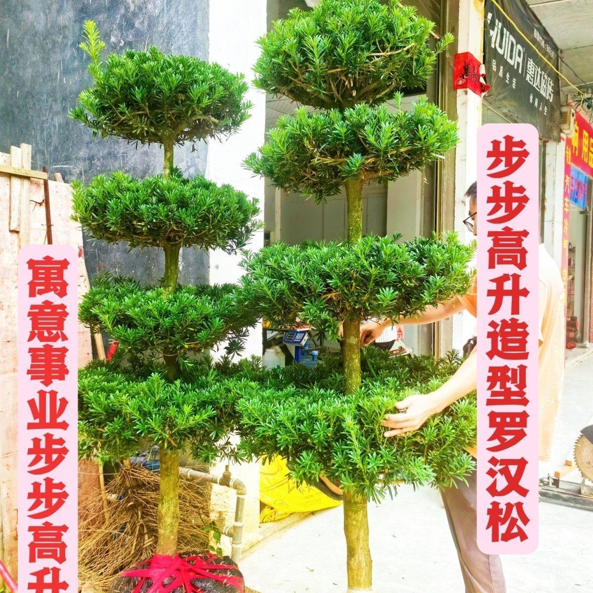 罗汉松造型树中小叶雀舌造型树庭院盆栽地栽耐寒抗冻招财树