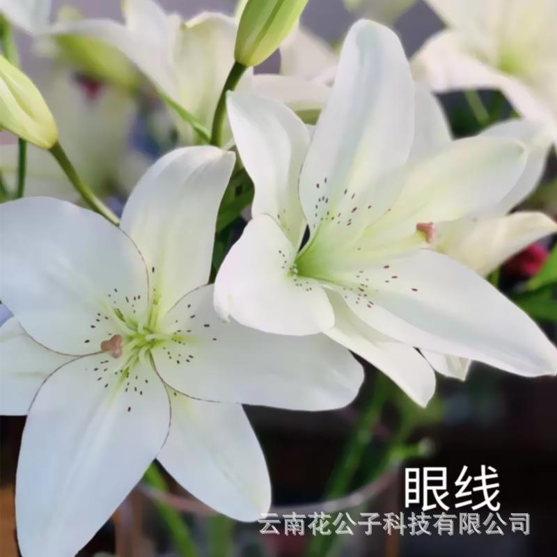 亚百合云南昆明鲜花亚百眼线铁炮百合鲜花斗南基地无香