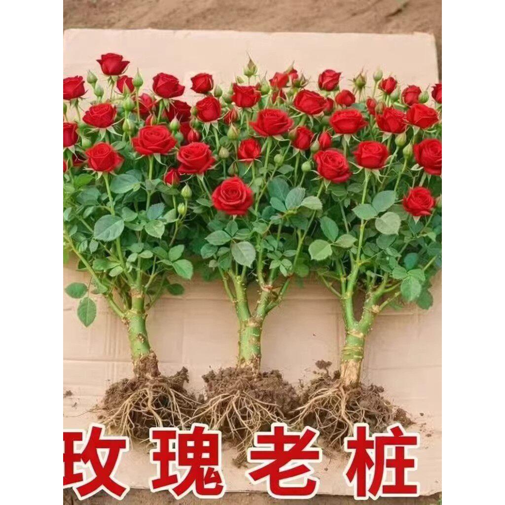 云南基地直发玫瑰老桩开花树苗月季花苗特大花卉四季老根盆栽室内