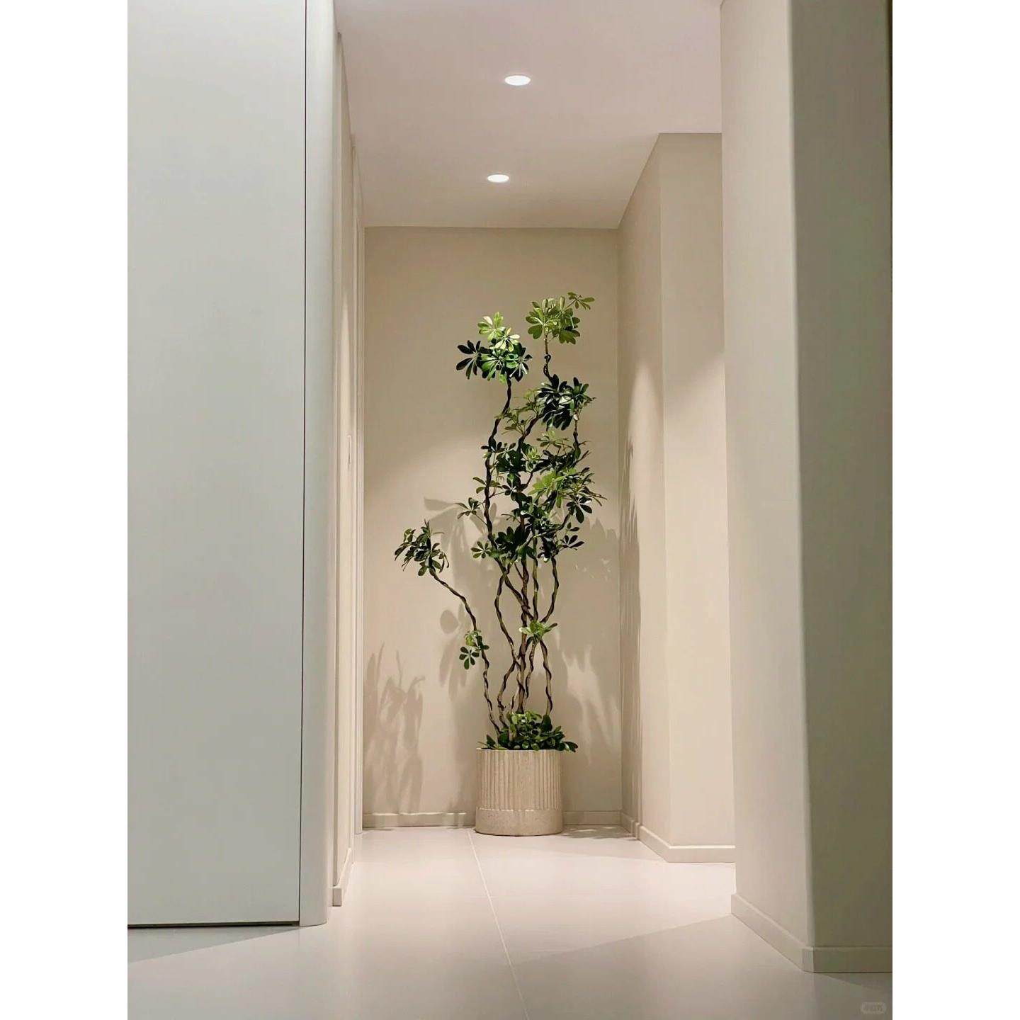 造型鸭脚木室内盆栽鸭掌木四季常青大型绿植物净化空气办公室客厅