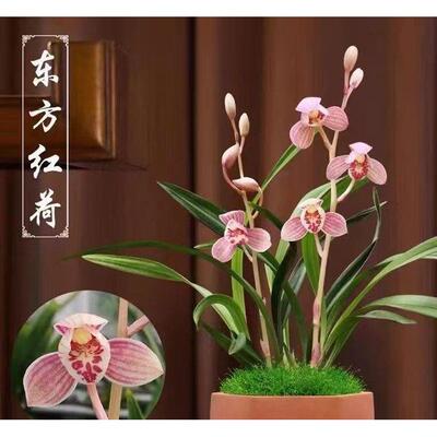 东方红荷2苗（花期带花，芽期带芽）