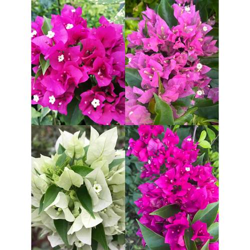 菲菲娜比芭菲红菲白三角梅原生扦插苗藤本植物4季开花