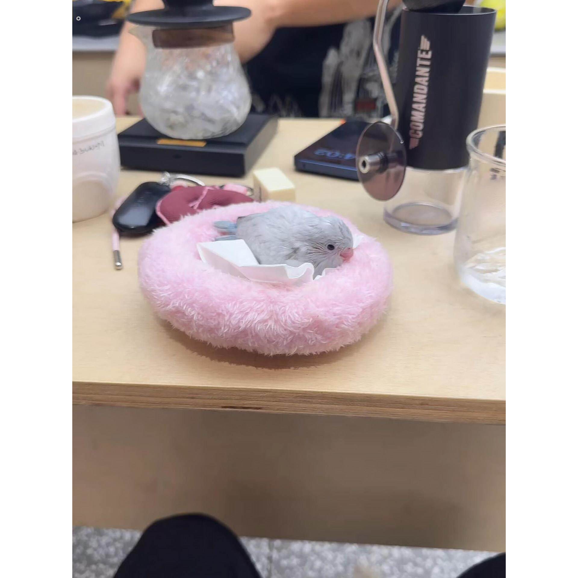 圆形鸟窝鹦鹉窝粉色长绒小鸡棉窝冬季保暖牡丹玄凤小太阳睡觉垫子