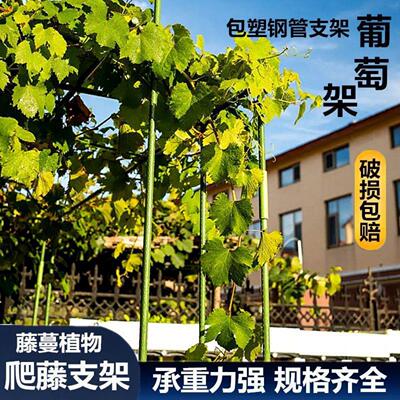 四季豆爬藤架黄瓜架园艺瓜架搭棚架子葡萄包塑花架攀爬豆角支撑杆