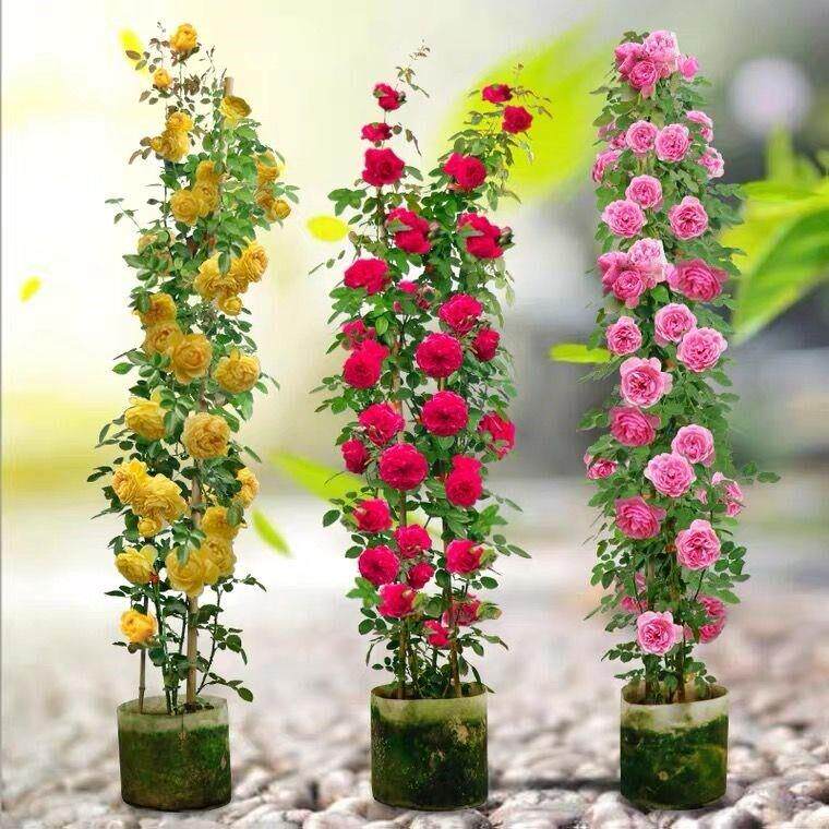 藤本月季花苗大花浓香型耐寒蔷薇花苗攀援爬藤植物庭院阳台玫瑰花