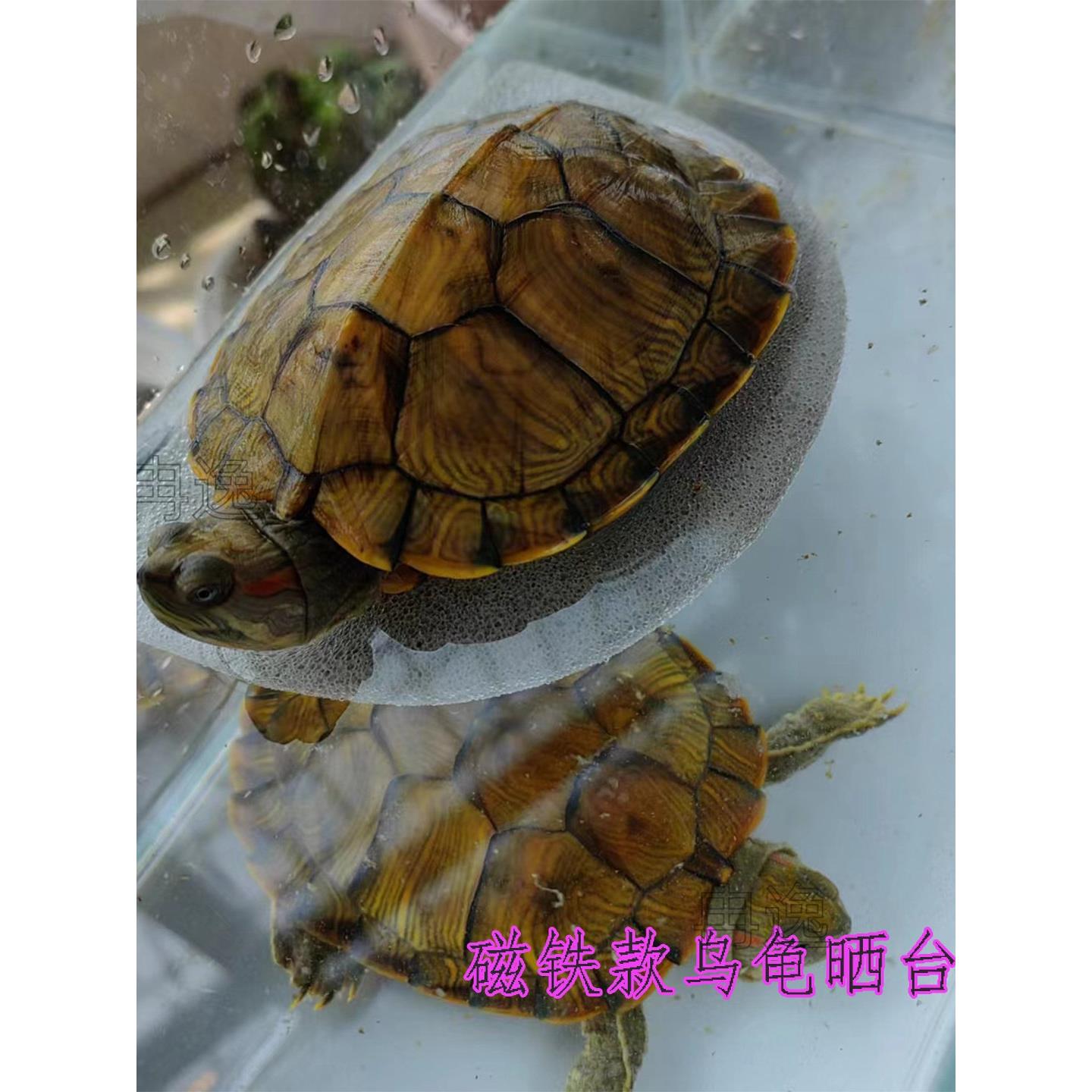 乌龟晒台加强款大缸用磁铁悬浮台深水位超大展示台龟缸轻石晒背石