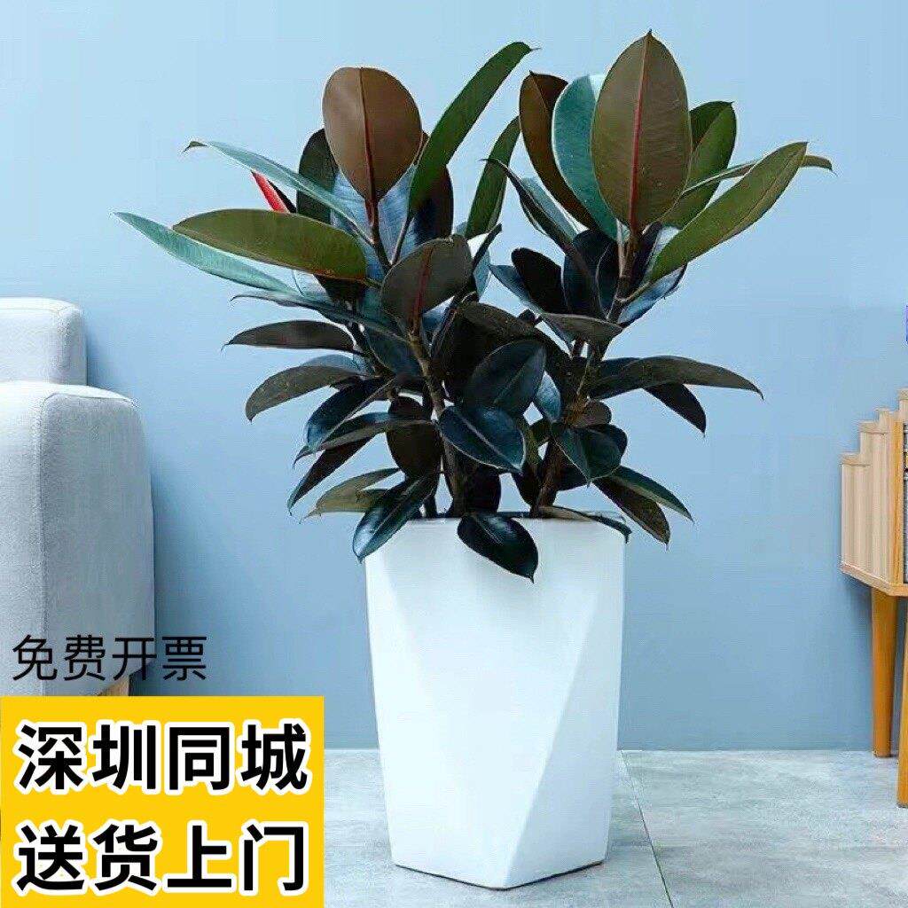 黑金刚橡皮树大型盆栽植物北欧网红造型室内客厅办公室化空气庭院
