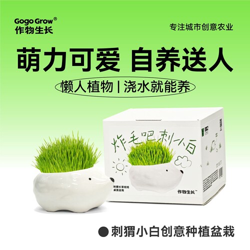 炸毛刺猬长草娃娃创意种植盆栽
