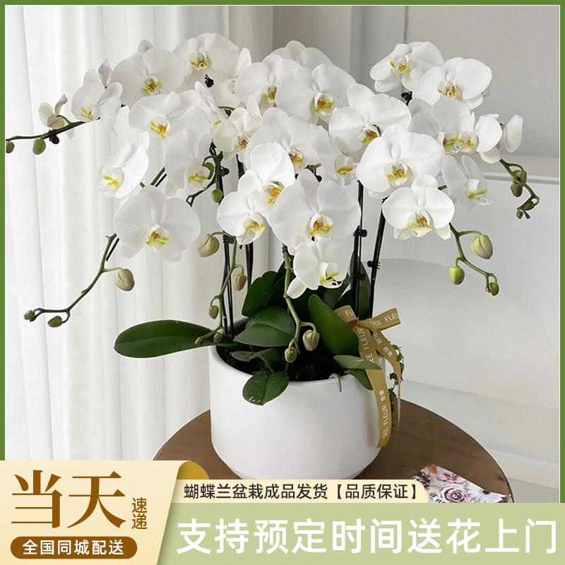 蝴蝶兰盆栽鲜花速递同城广州北京上海南京深圳送女友长辈朋友店
