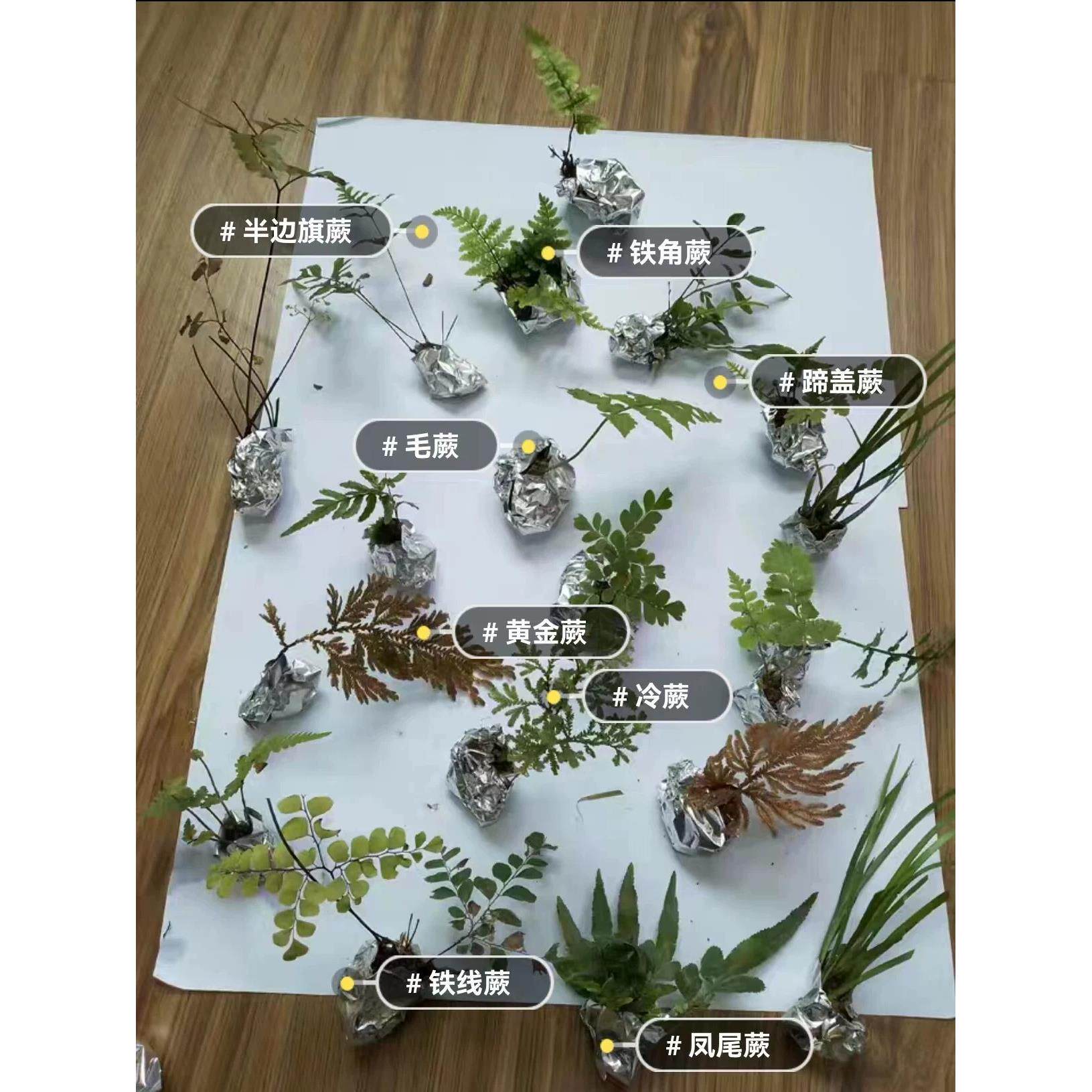 微景观造景迷你蕨类DIY材料生态瓶耐湿雨林缸苔藓儿童迷你小盆栽