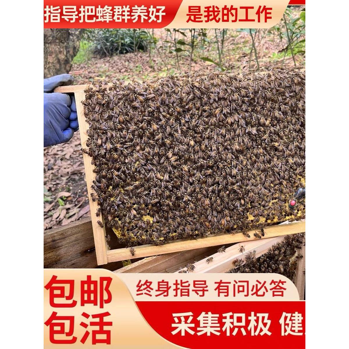 中蜂蜂群带王蜜蜂蜂群养殖带子脾阿坝中蜂带蜂箱中华土蜂活体出售