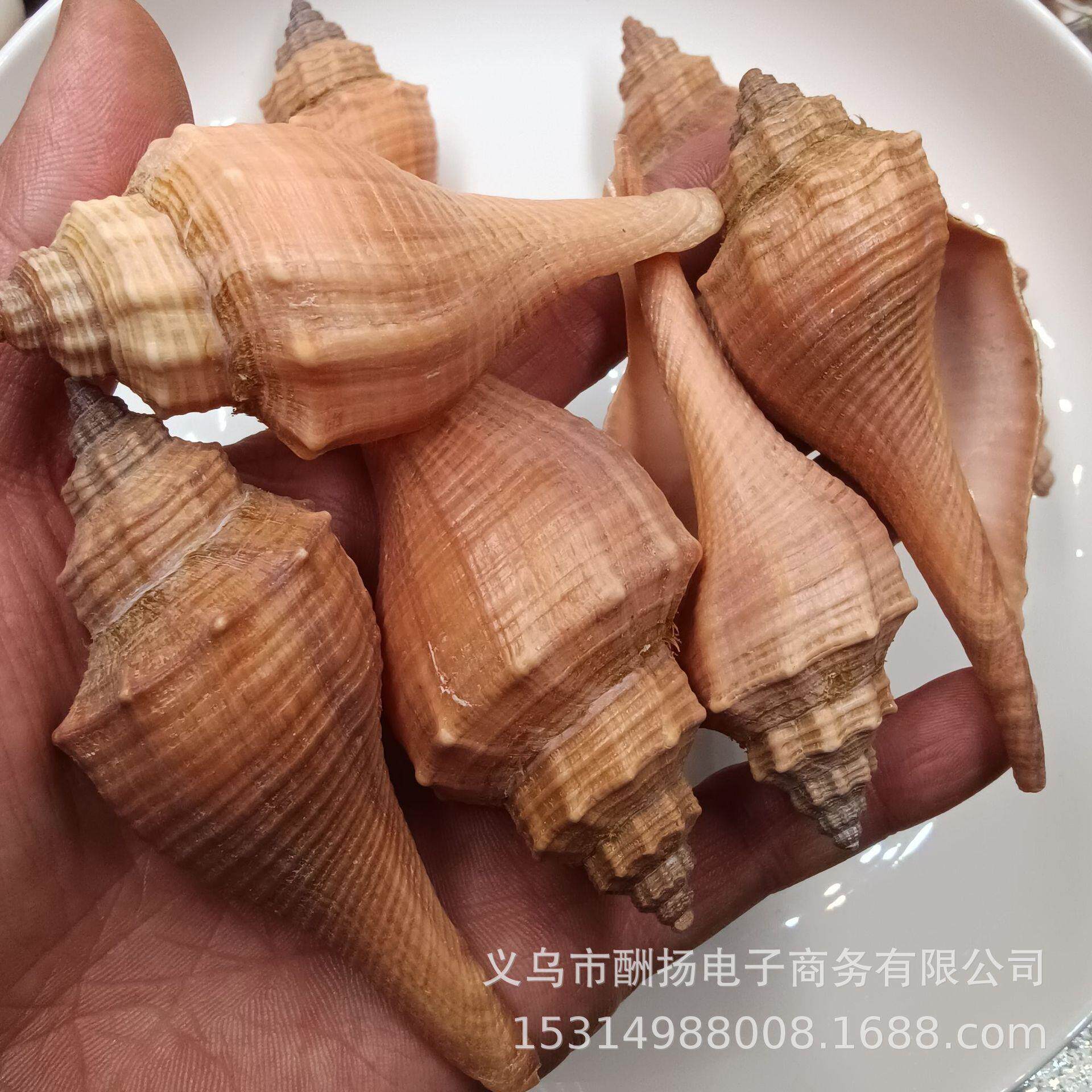 天然贝壳海螺海星4-7cm火炬香螺鱼缸地台微景观鱼缸装饰品