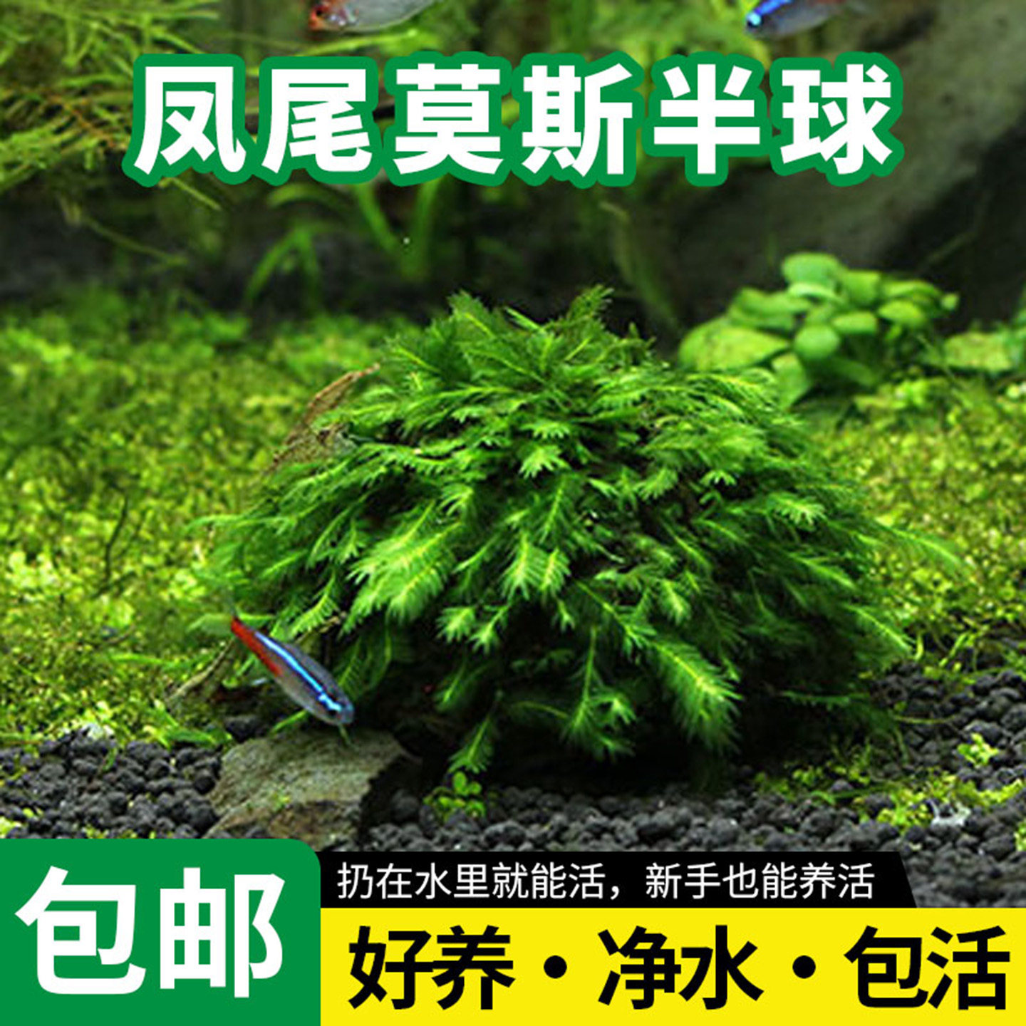 鱼缸装饰造景凤尾大半球真水草阴性懒人新手好养水草增氧净化水质