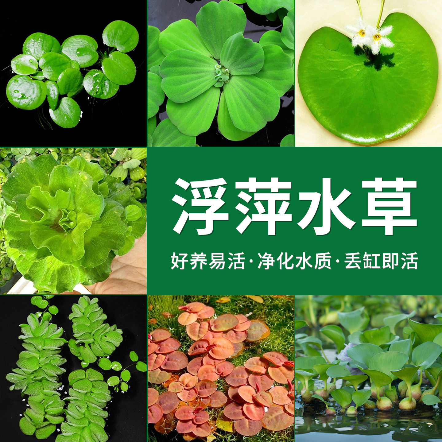 浮萍类水草组合红毛丹水葫芦水芙蓉一叶莲圆心萍鱼缸造景净化水质