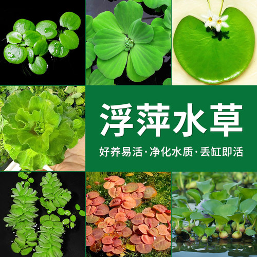 浮萍水草组合鱼缸造景净水水质