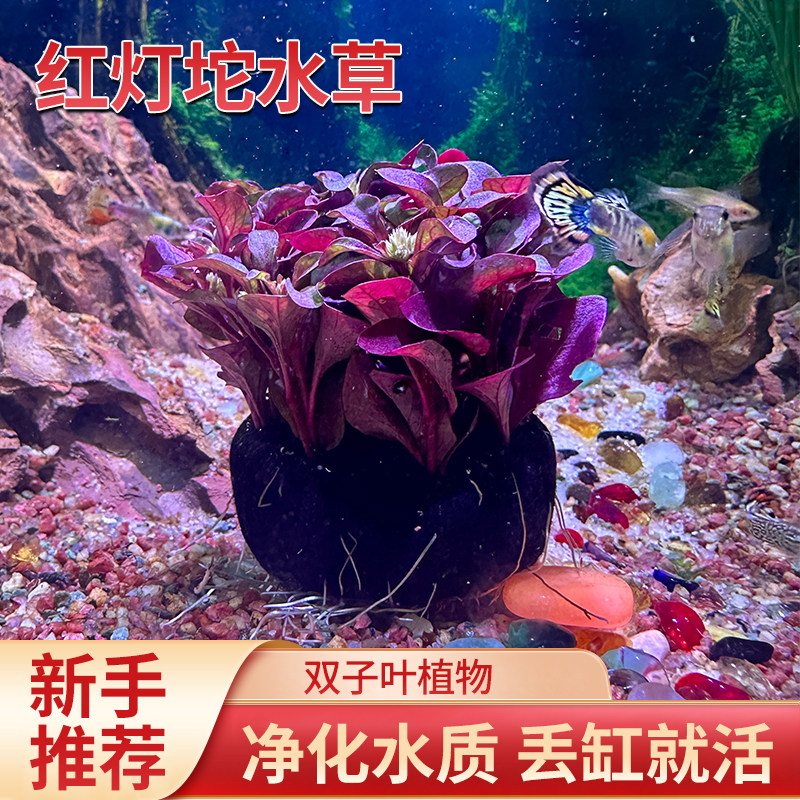 鱼缸造景装饰水草红波水草淡水植物净化水质活体易养活水培绿植