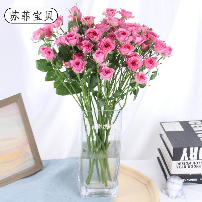 [多头玫瑰]云南鲜花月季蔷薇花室内外装饰品插花玫瑰花鲜切花