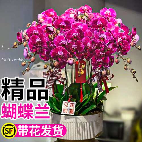 精品蝴蝶兰双剑带花苞盆栽兰花大花冬季开花客厅室内花卉绿植好养