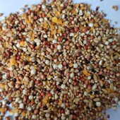 斑鸠粮竹鸡粮山鸡粮鸡饲料斗鸡粮仓鼠粮4合1鸽粮鸟食饲料5斤 包邮