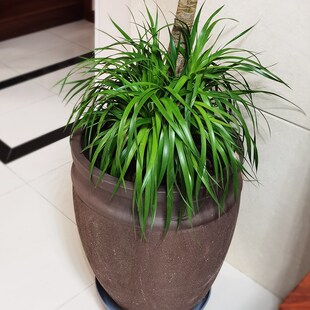 新款圆口紫砂花盆特大号粗陶陶罐室内家居盆景花卉田园控根透气盆