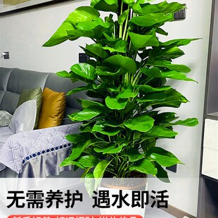 大叶绿萝柱绿植盆栽办公室内客厅四季 好养大型花卉植物落地吸甲醛