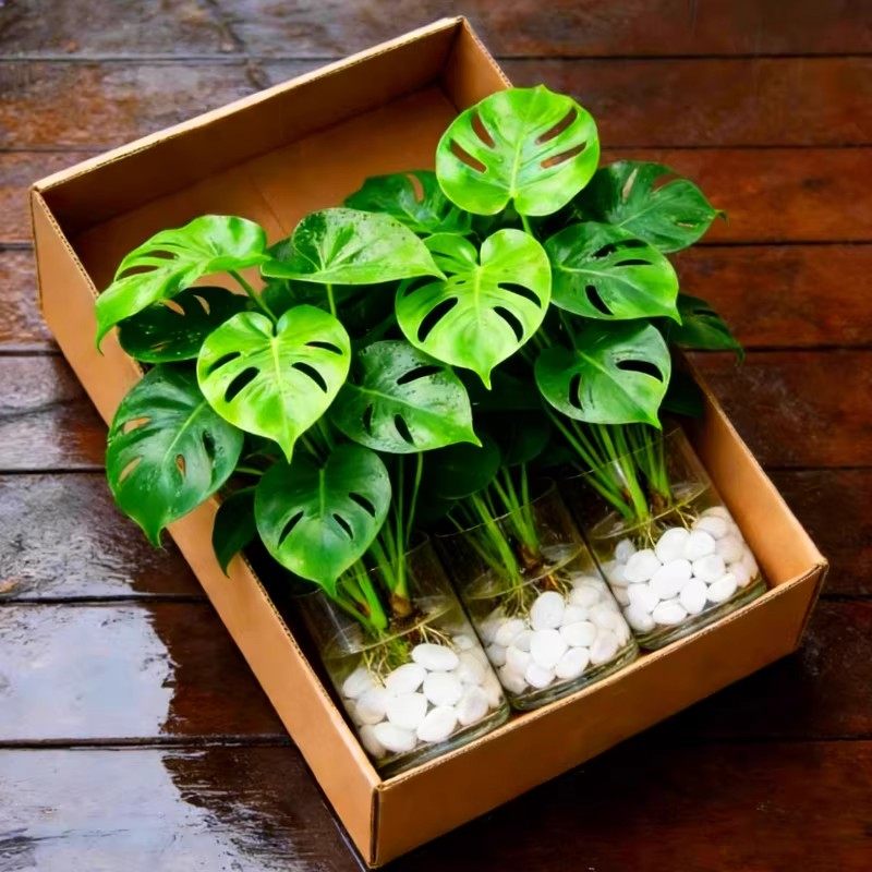 水培植物龟背竹盆栽老桩室内净化空气天堂鸟大叶客厅花瓶常青绿植,鲜花速递/花卉仿真/绿植园艺,红掌/凤梨/温室花卉,淘宝优惠券,粉丝福利购,淘宝优惠卷