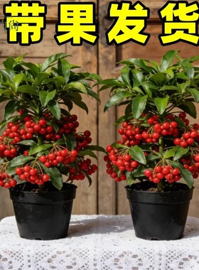 富贵籽盆栽办公室内客厅黄金万两年宵花带果喜庆好养花卉绿植盆景