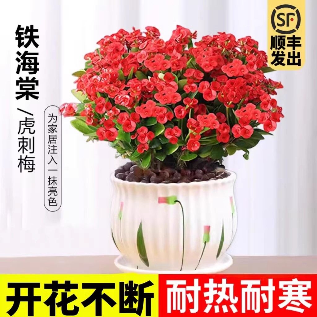 虎刺梅铁海棠盆栽花卉室内盆景绿植多季开花办公阳台花卉开花植物,鲜花速递/花卉仿真/绿植园艺,红掌/凤梨/温室花卉,淘宝优惠券,粉丝福利购,淘宝优惠卷