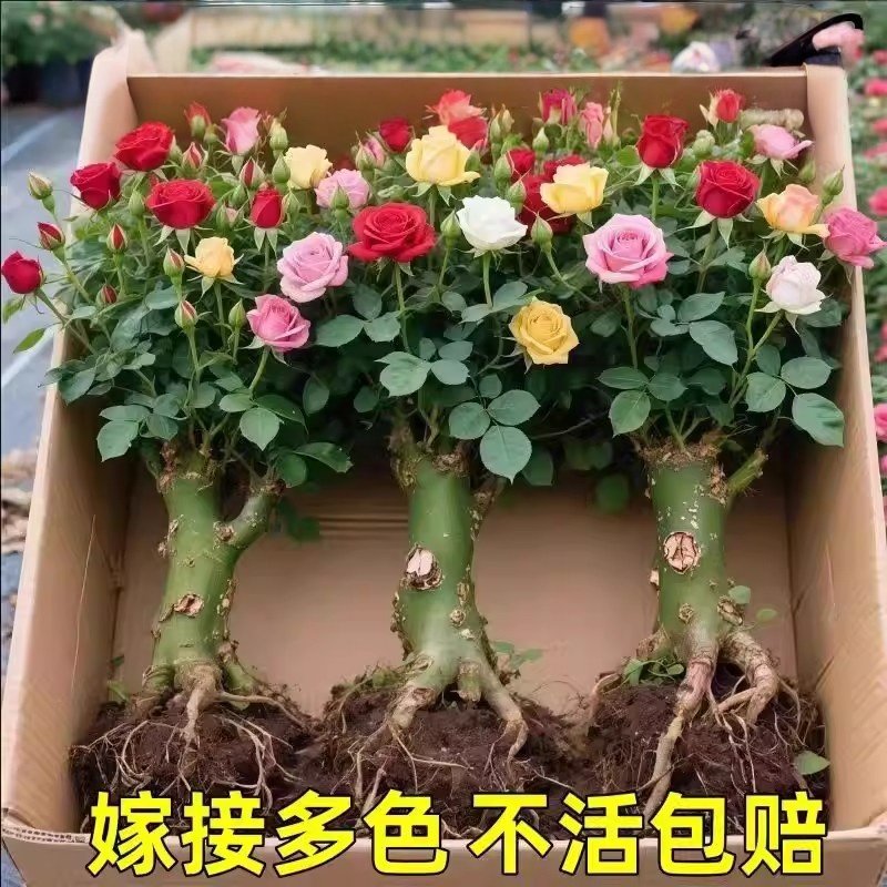 玫瑰老桩大花苗带花苞花卉绿植物盆栽月季蔷薇室内外庭院阳台四季,鲜花速递/花卉仿真/绿植园艺,红掌/凤梨/温室花卉,淘宝优惠券,粉丝福利购,淘宝优惠卷