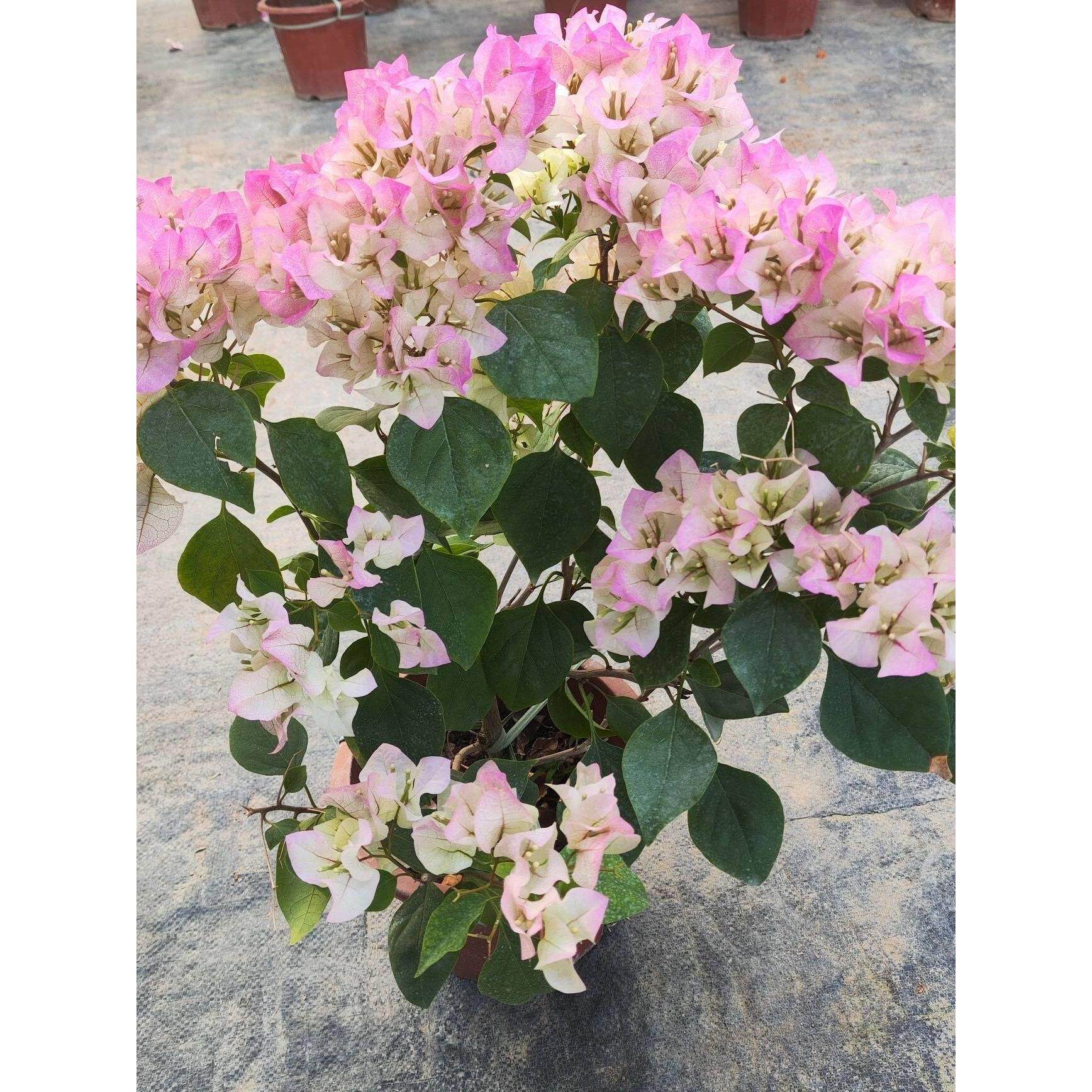 三角梅盆栽绿樱带花发货四季开花苗重瓣红绿樱爬藤花卉勤花品种