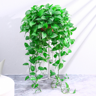 大盆绿萝盆栽长藤垂吊室内除甲醛净化空气水培大叶绿植花卉爬藤款