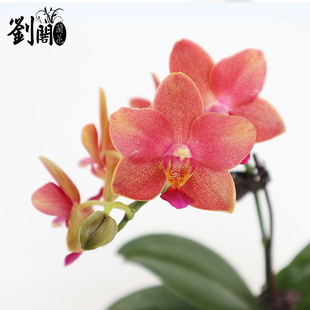 满天红 现带花出售好养花卉盆栽客厅室内 蝴蝶兰大花苗 刘阁兰花