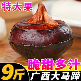 广西大马蹄荸荠新鲜即食当季水果蔬菜珍珠马蹄果现挖脆甜整箱包邮