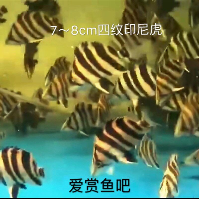 泰北虎鱼三纹高身苏虎四纹虎鱼练手杂纹虎印尼虎鱼特惠热带观赏鱼