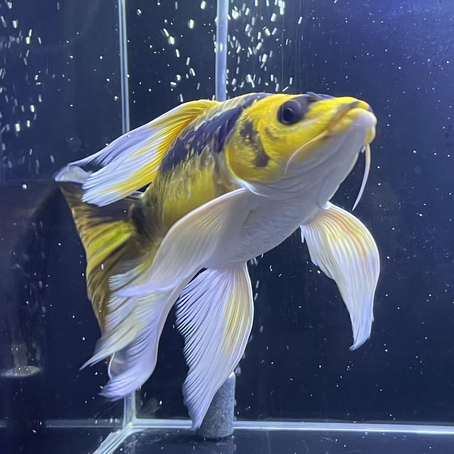 德系酋长普身长尾淡水普身玛雅蝴蝶鲤冷水蝴蝶观赏鱼招财好养耐活