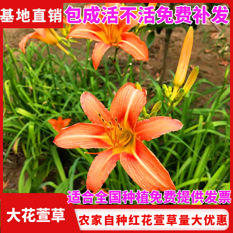 大花萱草黄花菜种苗绿化花草植物图片