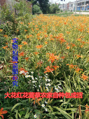 大花萱草苗黄花菜苗多年生包成活