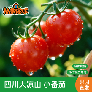 攀枝花米易千禧贝贝小番茄圣女果小柿子现摘新鲜水果蔬孕妇自然熟